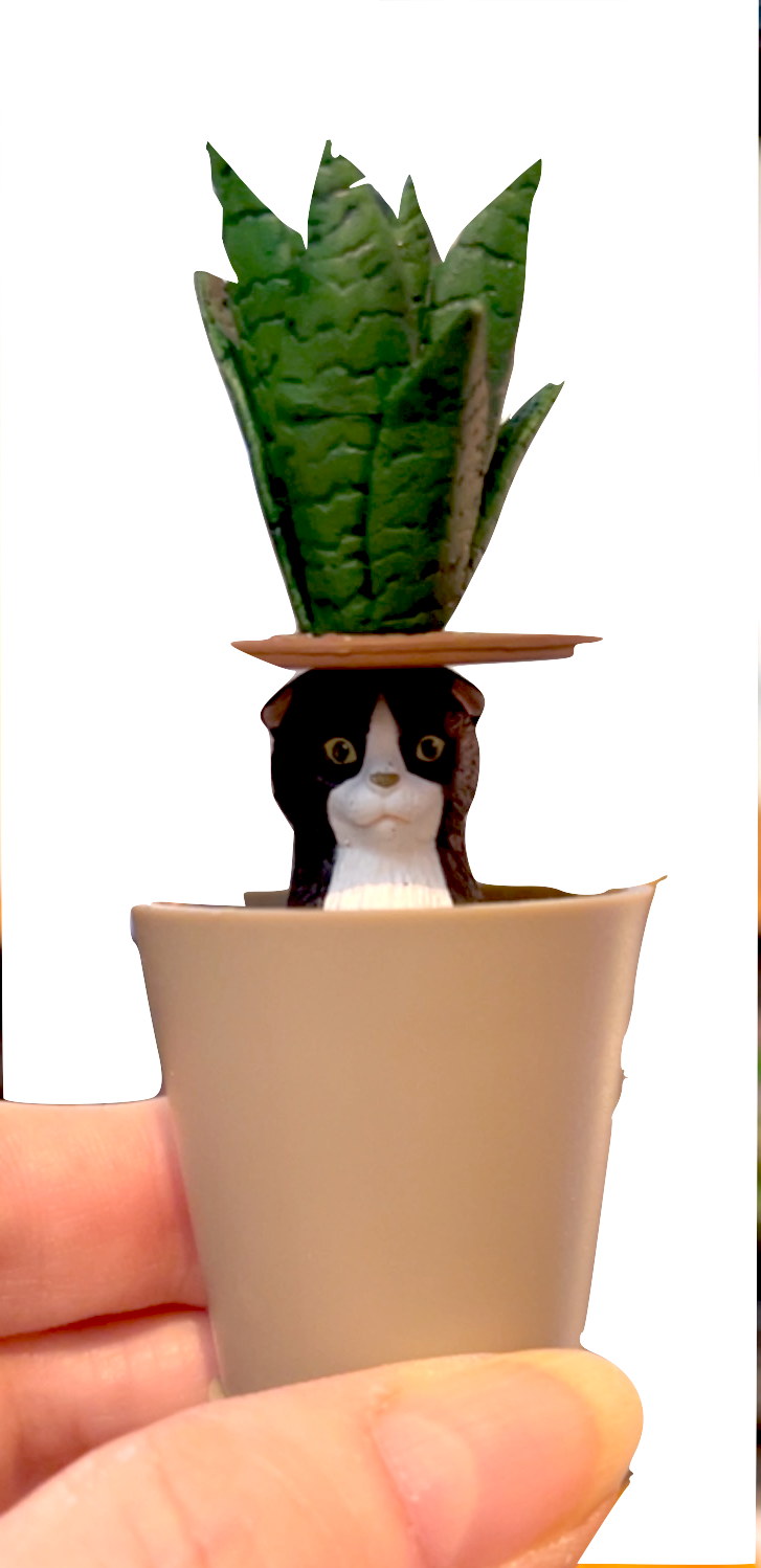 *Snake plant (Dark Green) w/ Black & White Cat